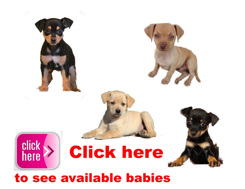 min, pin. mix, puppy, puppies, kennels, breeder, breeders, puppies for sale, for, sale, adoption, sh